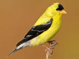A close-up of a bright yellow American Goldfinch with a black cap and black-and-white wings, perched on a thin branch against a plain brown background.