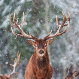 The Needle Felted Red Reindeer Finger Puppet is depicted thematically by a serene winter scene. A real reindeer stands amidst softly falling snow and a dense evergreen forest, creating a whimsical backdrop. This charming, handcrafted red reindeer finger puppet, known for its cute red nose, is designed for festive storytelling and imaginative play.