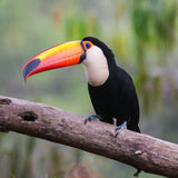 A handcrafted needle felted toucan finger puppet perches on a weathered branch against a soft, natural green backdrop. This unique wool felt toucan features a black body, a striking white neck, and a vibrant beak with red, orange, and yellow gradients, finished with a black tip. Bright blue eyes enhance the realistic detail of this charming felt toy for kids.