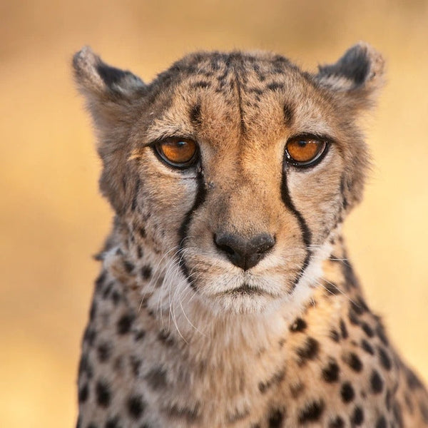 A charming needle-felted cheetah finger puppet is presented in a close-up shot, set against a soft, blurred yellow background. This unique, handcrafted 100% wool felt toy features a detailed cheetah face with amber eyes and distinct black markings extending from its eyes to its black nose. Perky ears and black spots covering its fur complete the realistic portrayal.