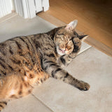 A brown tabby cat felt finger puppet, named "Huhu," rests peacefully on a light-colored tiled floor, with a white door frame and light wooden floor in the background, creating a cozy scene. This handmade felt finger puppet features a detailed tabby pattern of brown and black stripes and a unique love-shaped nose. Depicted asleep with one paw near its face, its soft, plush texture and relaxed pose evoke contentment.