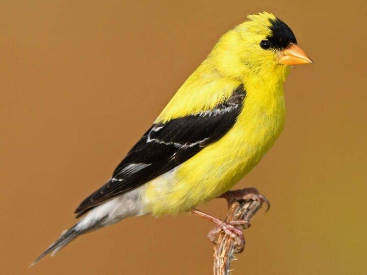 A close-up of a bright yellow American Goldfinch with a black cap and black-and-white wings, perched on a thin branch against a plain brown background.