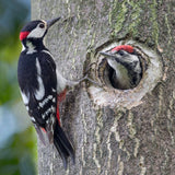 A close-up shot captures two real woodpeckers on a textured tree trunk, creating a rustic, wild backdrop for a felt woodpecker ornament. One woodpecker, with black and white wings, a red head patch, and a gray belly, clings to the trunk. The second woodpecker peers from a tree hole, completing this natural wildlife scene.