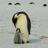 A grey and white wool felt penguin finger puppet carrying a fish is displayed in a serene, natural ice setting. This 3D needle felted puppet is handmade and meticulously crafted, ideal for imaginative play.