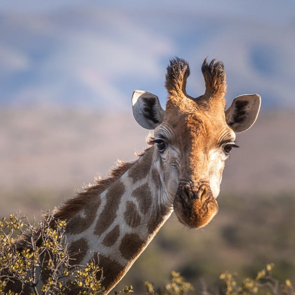 A charming, handcrafted needle felted giraffe finger puppet is showcased in a warm, natural outdoor setting. This unique wool felt giraffe finger puppet features a light brown face, ears, and horns, a tan muzzle, and black eyes. Its visible neck displays distinctive dark tan markings on a light tan hide, reflecting its intricate design and fair-trade craftsmanship.