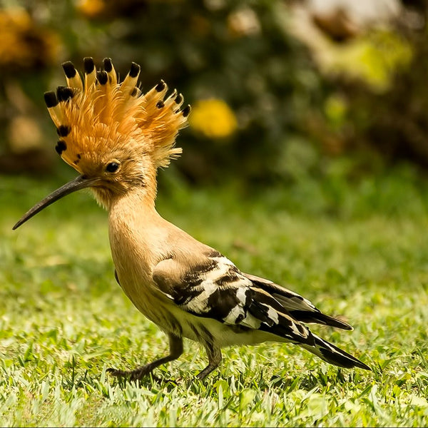 A vibrant real Hoopoe bird stands gracefully on a lush green lawn. Its tan body features striking black and white striped wings and tail, complemented by a prominent, fan-like crest of feathers tipped with black. A long, curved beak is also visible, with a soft-focus background of foliage and yellow flowers.
