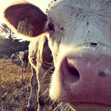 A charming handmade wool felt milk cow finger puppet is captured in a close-up, warm embrace, set against a soft-focus pastoral field with other cows. Its face highlights a sweet pink nose, white eyelashes, and a distinctive large ear with a yellow tag. This unique, fair-trade felt toy for kids showcases expert needle felted craftsmanship, ideal for imaginative play.