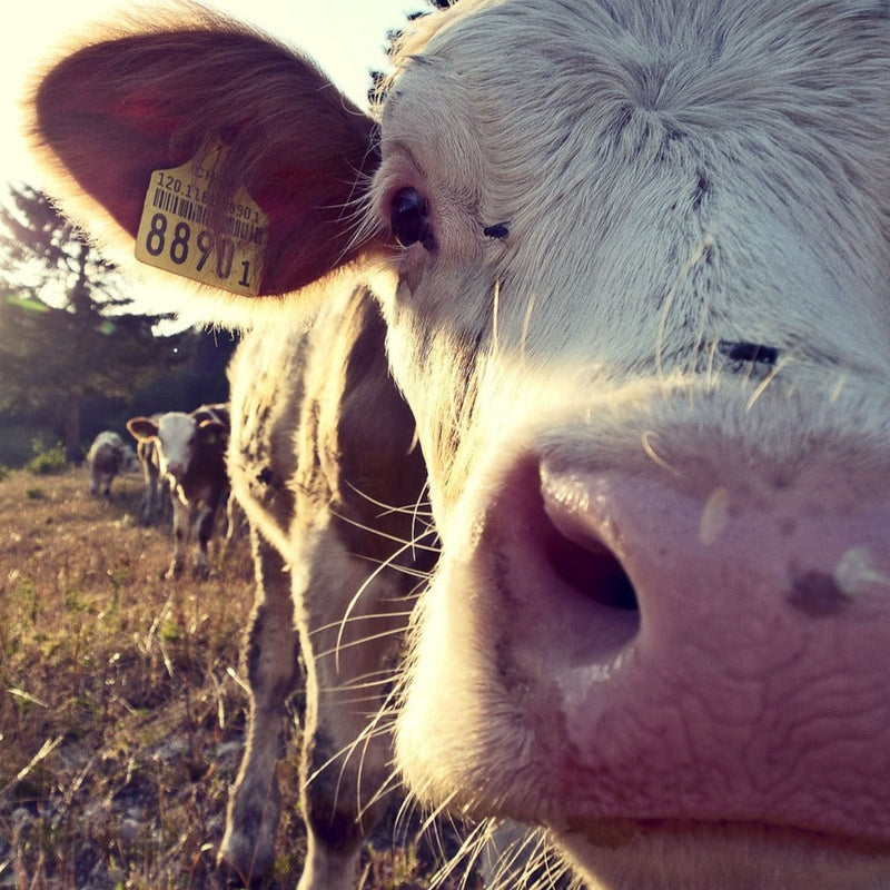 A charming handmade wool felt milk cow finger puppet is captured in a close-up, warm embrace, set against a soft-focus pastoral field with other cows. Its face highlights a sweet pink nose, white eyelashes, and a distinctive large ear with a yellow tag. This unique, fair-trade felt toy for kids showcases expert needle felted craftsmanship, ideal for imaginative play.
