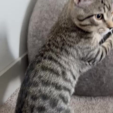 Handmade Felt Cat Cave - Ganapati Crafts Co.