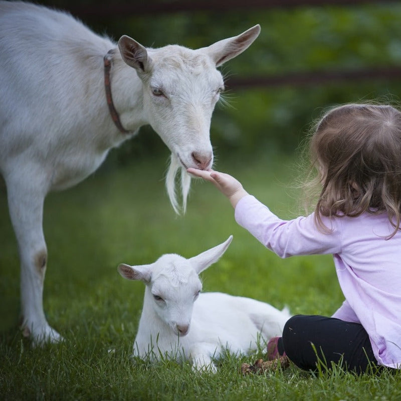 A young girl in a light purple shirt sits on the grass and gently feeds a white goat, while a baby goat rests nearby. The scene is calm and pastoral, set in a green, outdoor environment.
