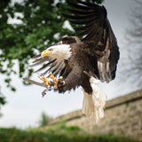 A needle felted eagle finger puppet is captured in mid-flight against a blurred backdrop of green foliage and a stone structure. This handcrafted wool felt eagle features a distinctive white head, a sharp yellow beak, and dark brown feathers across its body and wings, with a tuft of white tail feathers. Its talons gently grip a metallic object, adding to its majestic and dynamic presentation.