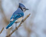 A close-up of a single blue jay, part of a Blue Jay felt garland, is perched on a slender twiggy branch against a softly blurred light background. This meticulously crafted needle-felted bird features striking bright and dark blue feathers patterned with white accents on its wings and tail. It has a fluffy crest and light grey plumage around its face and chest, evoking a sense of calm and natural beauty.